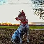 Sky, Dog, Plant, Carnivore, Dog breed, Cloud, Grass, Fawn, Dalmatian, Tree, Companion dog, Snout, Tail, Texas Heeler, Art, Pointing Breed, Guard Dog, Canidae, Dog Supply