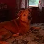 Dog, Dog breed, Comfort, Wood, Carnivore, Fawn, Companion dog, Snout, Hardwood, Terrestrial Animal, Window, Working Animal, Room, Linens, Whiskers, Canidae, Non-sporting Group