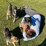 Dog, Dog breed, Carnivore, Companion dog, Grass, Comfort, Lawn, Leisure, Canidae, Scent Hound, Sitting, Leash, Sharing, Working Dog, Tail, Hound, Collar