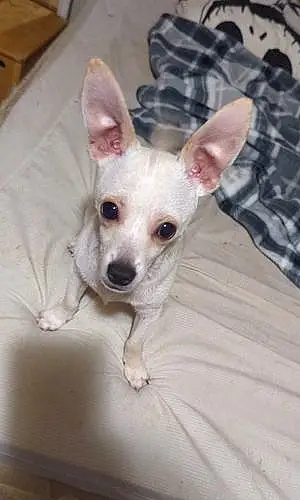 Name Chihuahua Dog Zero