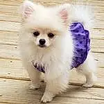 Dog, Carnivore, Dog breed, Dog Supply, Fawn, Companion dog, Whiskers, Snout, Toy Dog, Wood, Canidae, Furry friends, German Spitz, Spitz, Working Animal, Volpino Italiano, Pet Supply, Hardwood, Non-sporting Group