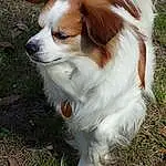 Dog, Dog breed, Carnivore, Whiskers, Grass, Liver, Companion dog, Fawn, Papillon, Plant, Toy Dog, Snout, Canidae, Working Animal, Furry friends, Terrestrial Animal, Working Dog, Puppy