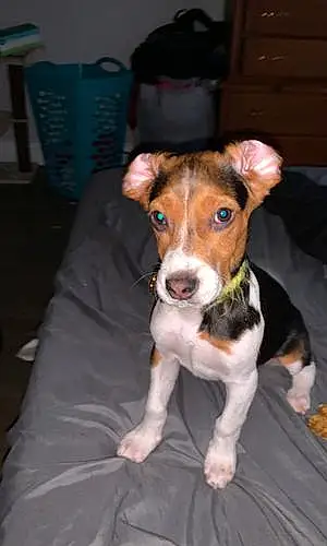 Name Beagle Dog Pluto