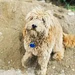 Dog, Carnivore, Water Dog, Companion dog, Toy Dog, Small Terrier, Dog Collar, Terrier, Working Animal, Soil, Dog breed, Labradoodle, Furry friends, Sapsali, Poodle Crossbreed, Goldendoodle, Plant, Canidae, Maltepoo, Non-sporting Group