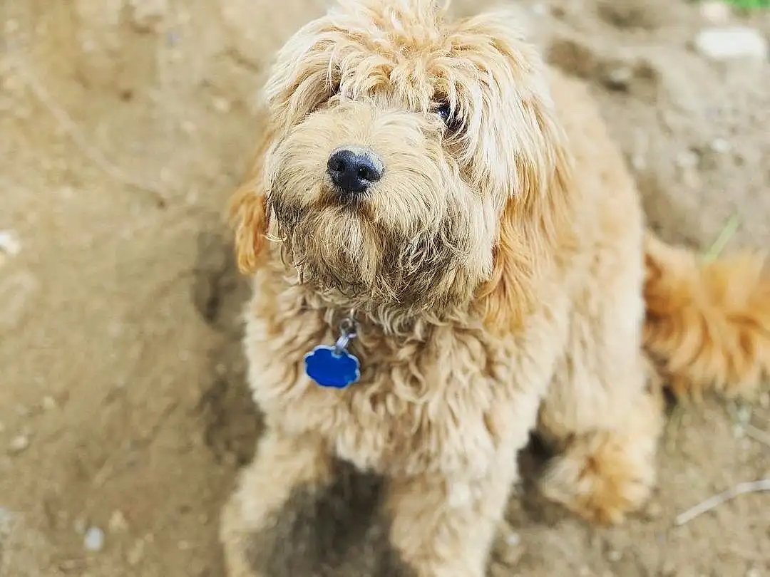 Dog, Carnivore, Water Dog, Companion dog, Toy Dog, Small Terrier, Dog Collar, Terrier, Working Animal, Soil, Dog breed, Labradoodle, Furry friends, Sapsali, Poodle Crossbreed, Goldendoodle, Plant, Canidae, Maltepoo, Non-sporting Group