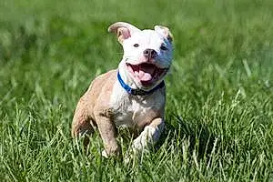Firstname Pitt Bull Terrier Dog Bruno