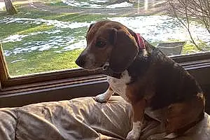Name Beagle Dog Brandi