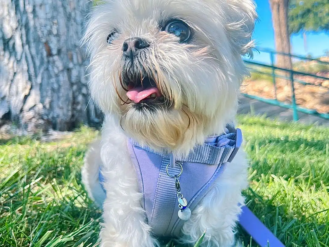 Dog, Dog breed, Dog Supply, Plant, Carnivore, Collar, Grass, Companion dog, Toy Dog, Dog Clothes, Dog Collar, Snout, Small Terrier, Terrier, Tree, Electric Blue, Canidae, Working Animal, Maltepoo