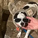 Glasses, Dog, Sunglasses, Vision Care, Dog Supply, Goggles, Dog breed, Carnivore, Working Animal, Eyewear, Fawn, Companion dog, Dog Clothes, Snout, Personal Protective Equipment, Art, Toy Dog, Furry friends, Carmine