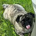 Dog, Dog breed, Carnivore, Grass, Fawn, Pug, Companion dog, Groundcover, Working Animal, Snout, Terrestrial Animal, Plant, Wrinkle, Canidae, Toy Dog, Whiskers, Furry friends, Dog Collar, Liver