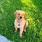 Dog, Plant, Carnivore, Grass, Companion dog, Groundcover, Collar, Snout, Dog Collar, Dog breed, Tail, Dog Toy, Retriever, Working Animal, Grassland, Ball, Labrador Retriever, Happy, People In Nature, Furry friends