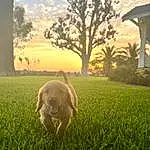 Plant, Sky, Dog, Cloud, Atmosphere, Light, Tree, Dog breed, People In Nature, Carnivore, Working Animal, Sunlight, Grass, Natural Landscape, Fawn, Happy, Grassland, Morning, Companion dog, Tints And Shades