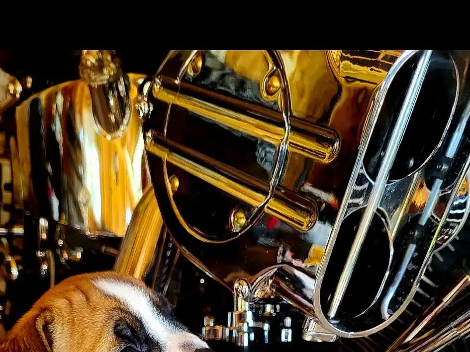 Dog, Fuel Tank, Automotive Tire, Automotive Lighting, Hood, Automotive Design, Automotive Fuel System, Carnivore, Headlamp, Vroom Vroom, Alloy Wheel, Fawn, Fender, Companion dog, Dog breed, Automotive Exhaust, Vehicle, Exhaust System, Automotive Exterior, Rim