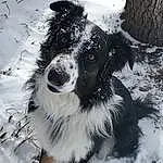 Snow, Dog, Dog breed, Carnivore, Whiskers, Companion dog, Herding Dog, Snout, Tail, Winter, Working Animal, Freezing, Canidae, Furry friends, Tree, Toy Dog, Working Dog, Black & White, Paw