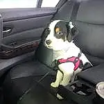 Dog, Vroom Vroom, Carnivore, Vehicle, Automotive Design, Car Seat Cover, Vehicle Door, Car, Steering Part, Car Seat, Automotive Exterior, Head Restraint, Auto Part, Seat Belt, Family Car, Steering Wheel, Personal Luxury Car, Dog breed, Luxury Vehicle, Companion dog