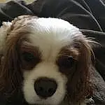 Dog, Dog breed, Carnivore, Whiskers, Companion dog, Fawn, Snout, Toy Dog, Terrestrial Animal, Close-up, Working Animal, Canidae, Furry friends, Bored, Non-sporting Group, Puppy