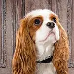 Hair, Head, Dog, Eyes, Dog breed, Carnivore, Liver, Whiskers, King Charles Spaniel, Companion dog, Fawn, Cavalier King Charles Spaniel, Spaniel, Toy Dog, Snout, Canidae, Working Animal, Door