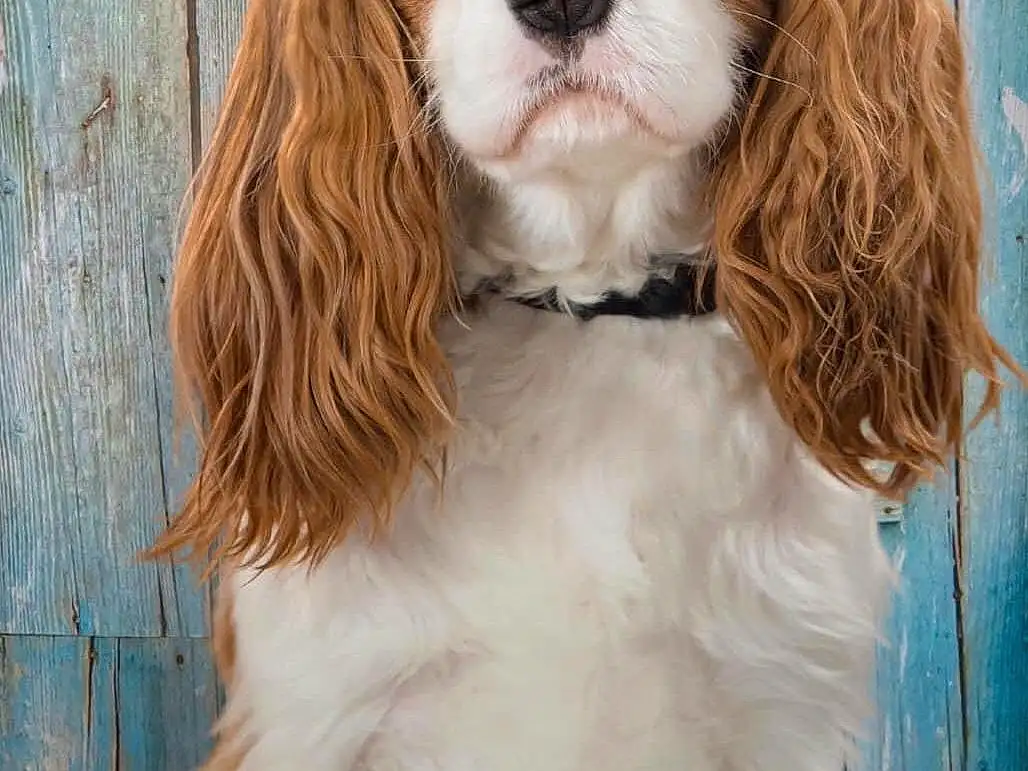 Dog, Carnivore, Dog breed, Liver, King Charles Spaniel, Fawn, Companion dog, Cavalier King Charles Spaniel, Door, Snout, Furry friends, Working Animal, Toy Dog, Canidae, Spaniel