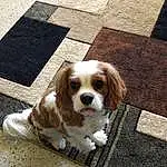 Dog, Carnivore, Dog breed, Liver, Companion dog, Fawn, Road Surface, Toy Dog, Whiskers, Spaniel, Snout, Cavalier King Charles Spaniel, Wood, Terrestrial Animal, Canidae, Furry friends, Working Animal, Sidewalk