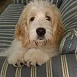 Dog, Dog breed, Carnivore, Companion dog, Snout, Comfort, Toy Dog, Terrier, Working Animal, Canidae, Small Terrier, Furry friends, Water Dog, Labradoodle, Wood, Couch, Maltepoo