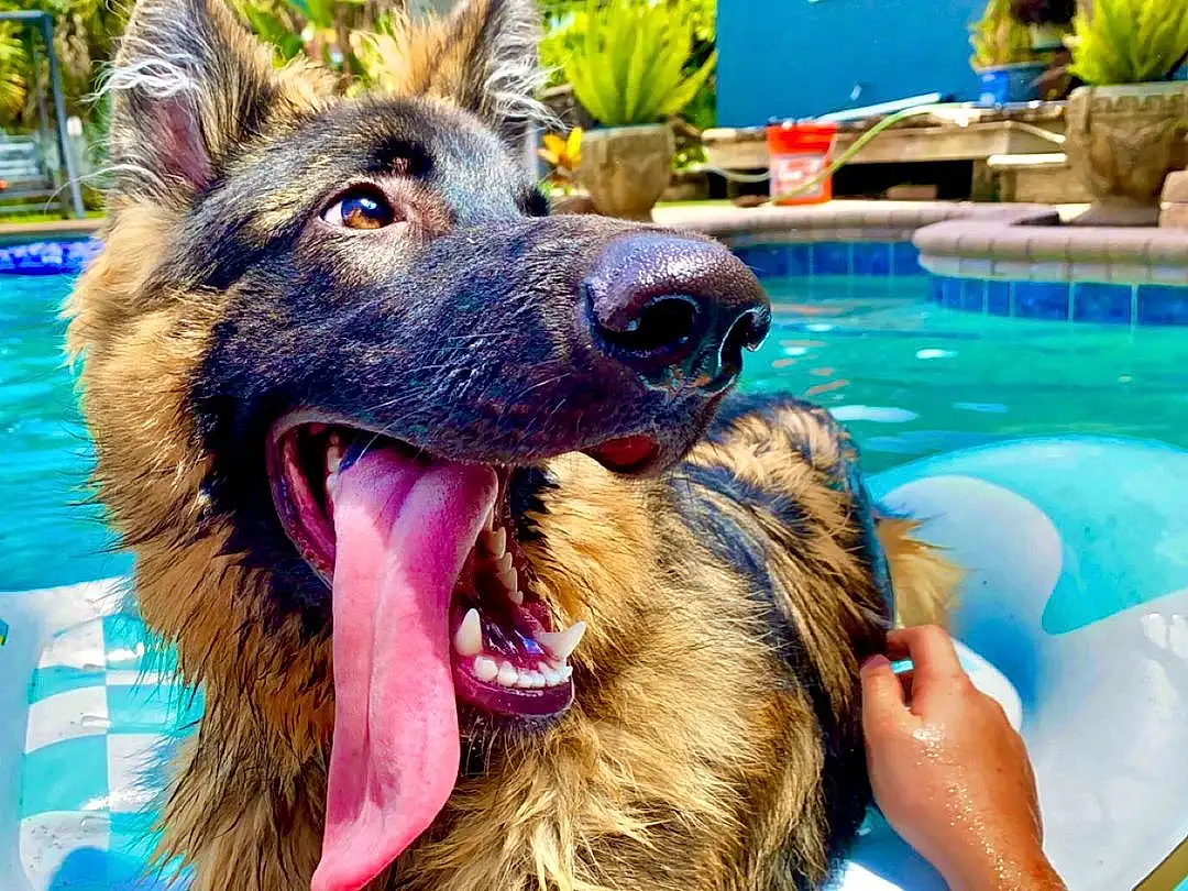 Water, Dog, Blue, Plant, Dog breed, Green, Carnivore, Fawn, Companion dog, Snout, Leisure, Old German Shepherd Dog, Happy, Swimming Pool, Houseplant, King Shepherd, Herding Dog, Canidae, Fang