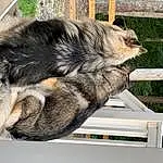 Window, Felidae, Carnivore, Small To Medium-sized Cats, Dog breed, Whiskers, Snout, Terrestrial Animal, Tail, Fence, Plant, Domestic Short-haired Cat, Furry friends, Canidae, Wood, Tree, Claw, Paw