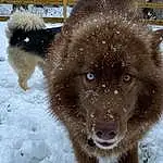 Snow, Dog, Dog breed, Carnivore, Working Animal, Fawn, Companion dog, Liver, Snout, Winter, Freezing, Canidae, Furry friends, Precipitation, Working Dog, Ancient Dog Breeds, Terrestrial Animal, Canis