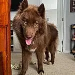 Dog, Dog breed, Carnivore, Shelf, Companion dog, Liver, Terrestrial Animal, Picture Frame, Working Animal, Snout, Giant Dog Breed, Furry friends, Canis, Bear, Canidae, Bookcase, Brown Bear, Working Dog, Ancient Dog Breeds