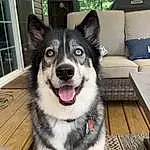 Dog, Sled Dog, Carnivore, Window, Dog breed, Collar, Companion dog, Whiskers, Snout, Dog Supply, Working Animal, Canidae, Furry friends, Herding Dog, Door, Working Dog, Terrestrial Animal, Puppy, Recreation
