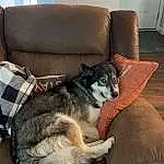 Dog, Furniture, Couch, Comfort, Carnivore, Dog breed, Living Room, Felidae, Tartan, Companion dog, Studio Couch, Chair, Hardwood, Small To Medium-sized Cats, Room, Tail, Furry friends, Whiskers
