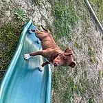Dog, Sunglasses, Plant, Dog breed, Working Animal, Carnivore, Grass, Fawn, Liver, Leisure, Companion dog, Recreation, Canidae, Adventure, Tail, Landscape, Terrestrial Animal
