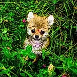 Plant, Dog, Dog breed, Carnivore, People In Nature, Grass, Terrestrial Plant, Companion dog, Fawn, Groundcover, Toy Dog, Flower, Snout, Lawn, Happy, Grassland, Canidae, Font