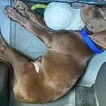 Dog, Dog breed, Carnivore, Comfort, Grey, Fawn, Thigh, Snout, Human Leg, Liver, Canidae, Car Seat, Electric Blue, Foot, Wrist, Nap, Working Animal, Non-sporting Group