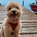 Dog, Watercraft, Collar, Carnivore, Working Animal, Dog breed, Water Dog, Boat, Water, Dog Collar, Companion dog, Toy Dog, Snout, Terrier, Flowerpot, Small Terrier, Poodle, Labradoodle, Wood, Shih-poo