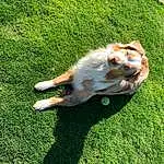 Dog, Carnivore, Plant, Green, Dog breed, Grass, Companion dog, Fawn, People In Nature, Groundcover, Lawn, Tail, Grassland, Canidae, Furry friends, Leisure, Pasture, Cavalier King Charles Spaniel, Toy