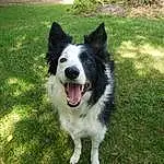 Dog, Carnivore, Dog breed, Grass, Plant, Companion dog, Dog Supply, Canidae, Working Dog, Non-sporting Group