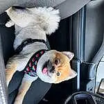 Dog, Car, Mirror, Vehicle, Vroom Vroom, Dog breed, Carnivore, Toy, Companion dog, Fawn, Vehicle Door, Automotive Exterior, Dog Supply, Automotive Mirror, Auto Part, Stuffed Toy, Family Car