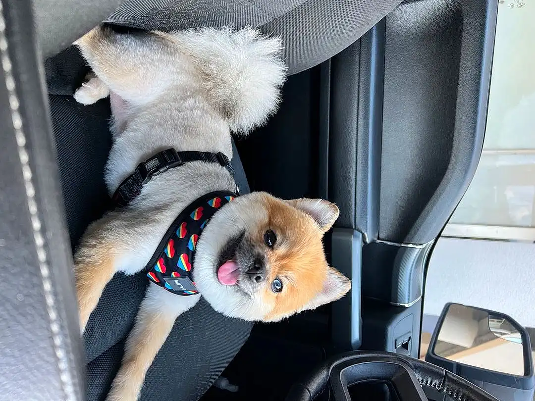 Dog, Car, Mirror, Vehicle, Vroom Vroom, Dog breed, Carnivore, Toy, Companion dog, Fawn, Vehicle Door, Automotive Exterior, Dog Supply, Automotive Mirror, Auto Part, Stuffed Toy, Family Car