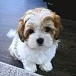 Dog, Dog breed, Carnivore, Liver, Companion dog, Toy Dog, Snout, Working Animal, Road Surface, Terrier, Water Dog, Small Terrier, Canidae, Furry friends, Shih-poo, Maltepoo, Asphalt, Mal-shi, Soil