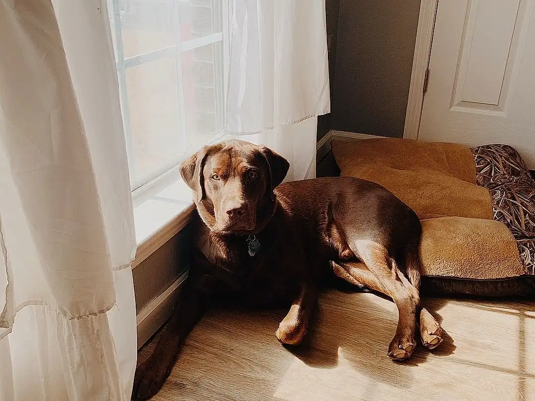 Dog, Comfort, Wood, Carnivore, Working Animal, Dog breed, Interior Design, Fawn, Companion dog, Hardwood, Liver, Tints And Shades, Door, Snout, House, Couch, Tail, Wood Flooring