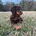 Dog, Dog breed, Carnivore, Plant, Liver, Grass, Fawn, Companion dog, Sky, Terrestrial Animal, Tree, Snout, Gun Dog, Working Animal, Canidae, Groundcover, Grassland, Soil, Prairie