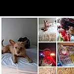 Fawn, Carnivore, Collage, Art, Felidae, Photo Caption, Toy Dog, Room, Companion dog, Furry friends, Recreation, Whiskers, Child, Small To Medium-sized Cats, Paw, Tail, Teddy Bear, Flesh