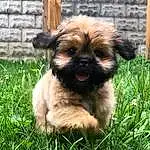 Dog, Plant, Carnivore, Liver, Dog breed, Grass, Companion dog, Fawn, Toy Dog, Snout, Whiskers, Terrier, Canidae, Furry friends, Working Animal, Terrestrial Animal, Brick, Dog Supply, Maltepoo