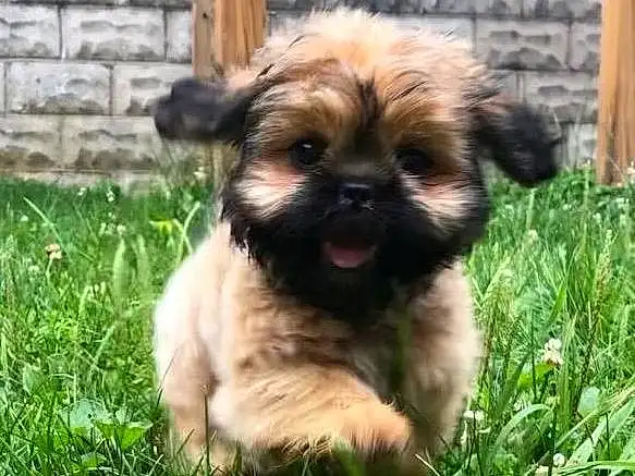 Dog, Plant, Carnivore, Liver, Dog breed, Grass, Companion dog, Fawn, Toy Dog, Snout, Whiskers, Terrier, Canidae, Furry friends, Working Animal, Terrestrial Animal, Brick, Dog Supply, Maltepoo