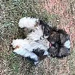 Dog, Carnivore, Dog breed, Grass, Companion dog, Toy Dog, Liver, Shih-poo, Terrier, Tail, Water Dog, Furry friends, Canidae, Shih Tzu, Soil, Working Animal, Small Terrier, Terrestrial Animal, Maltepoo