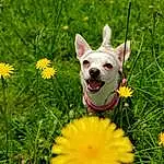 Flower, Plant, Dog, Nature, Green, Carnivore, Yellow, Petal, Grass, Dog breed, Fawn, Companion dog, Meadow, Grassland, Toy Dog, Happy, Flowering Plant, Annual Plant