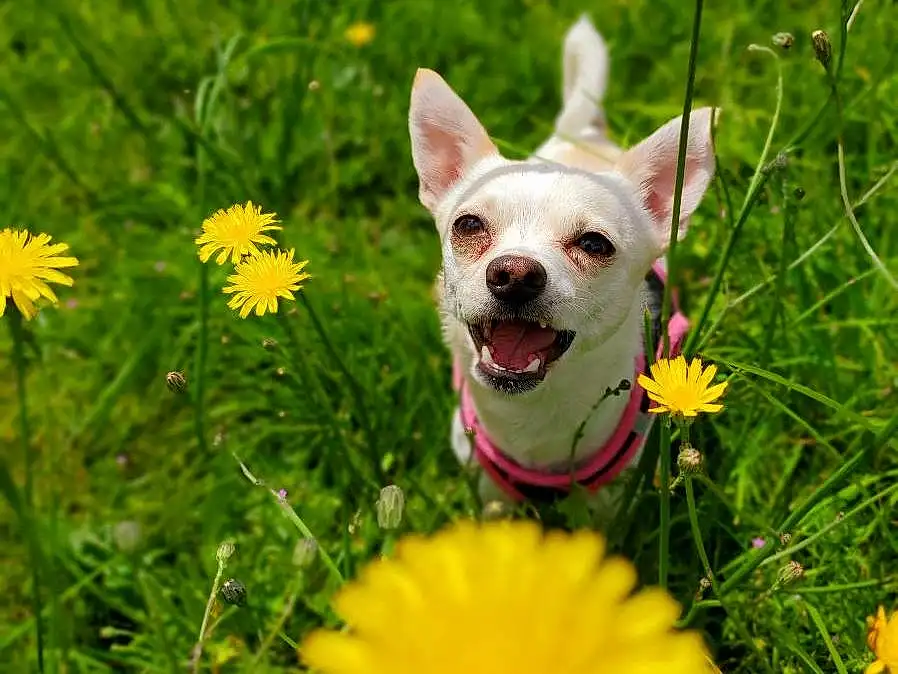 Flower, Plant, Dog, Nature, Green, Carnivore, Yellow, Petal, Grass, Dog breed, Fawn, Companion dog, Meadow, Grassland, Toy Dog, Happy, Flowering Plant, Annual Plant