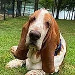 Dog, Carnivore, Liver, Dog breed, Fawn, Companion dog, Tree, Snout, Grass, Plant, Working Animal, Toy, Terrestrial Animal, Basset Hound, Hound, Hunting Dog