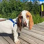 Sky, Wood, Working Animal, Dog, Dog breed, Fawn, Carnivore, Tree, Snout, Companion dog, Collar, Hardwood, Trunk, Plant, Art, Grass, Tail, Canidae, Horse