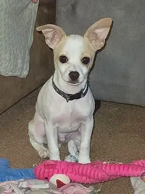 Name Chihuahua Dog Theo